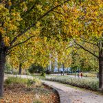 Tempête Goretti, les parcs et jardins fermés le 9 janvier