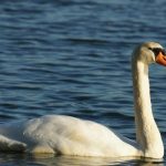 Un premier cas de grippe aviaire détecté sur un cygne à Vaivre