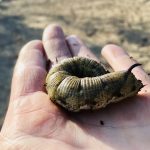 Dans un jardin de Normandie, une chenille de sphinx du liseron découverte : cet article est l'un des plus lus