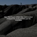 Des chercheurs imitent des castors pour restaurer les zones brûlées par les incendies