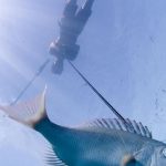 Polynésie : alliance des savoirs locaux et de la science pour la gestion des lagons