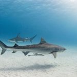 L’attaque sur un plongeur relance le débat sur l’abattage des requins