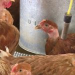 Grippe aviaire : 300 000 volailles abattues dans le Nord après une nouvelle contamination