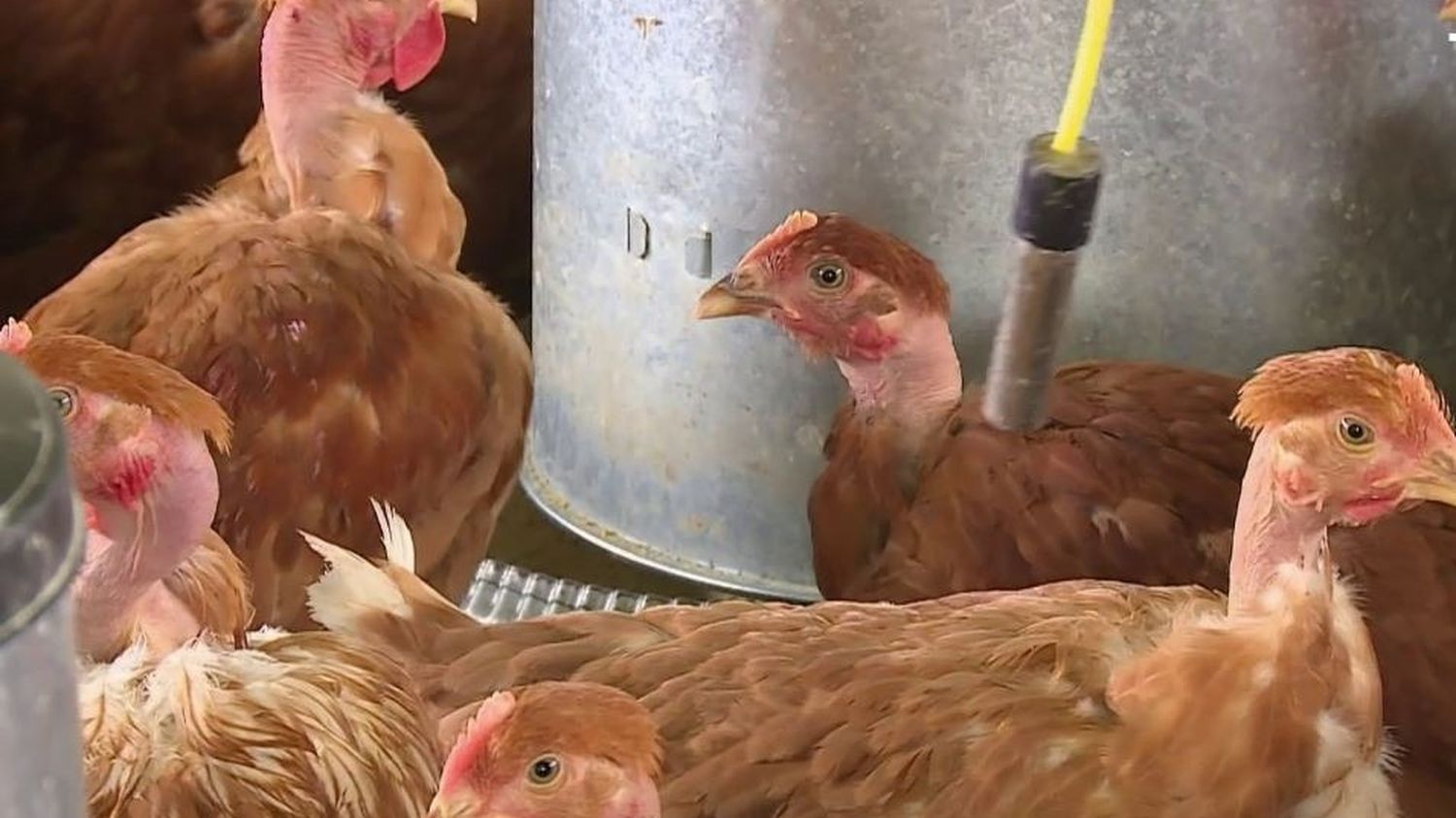 Grippe aviaire : 300 000 volailles abattues dans le Nord après une nouvelle contamination
