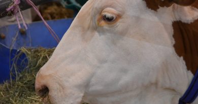 Dermatose nodulaire : la zone de protection devient la zone de surveillance dans le Doubs, le Jura et la Haute-Saône