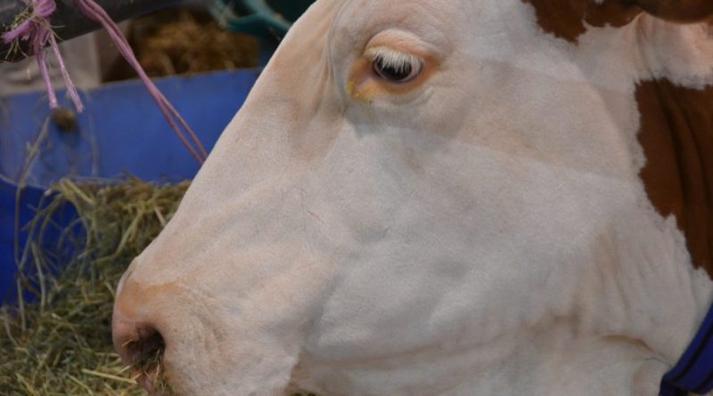 Dermatose nodulaire : la zone de protection devient la zone de surveillance dans le Doubs, le Jura et la Haute-Saône