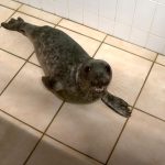 "C'est malheureusement devenu fréquent". Trois jeunes phoques gris ont été mordus sur des plages par des chiens promenés sans laisse