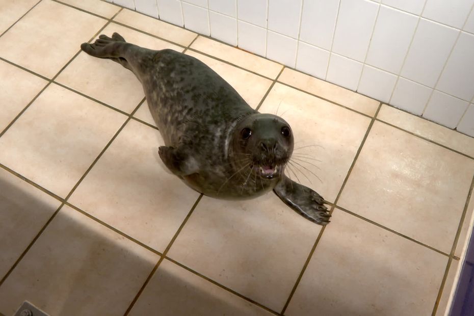 Trois jeunes phoques gris mordus par des chiens non tenus en laisse sur des plages françaises