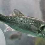 Webinaire – Éclairages sur l’adaptation au changement climatique en aquaculture