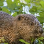 Le castor recolonise son territoire : détection au sud de Toulouse, population multipliée par 150 en un siècle