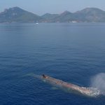 Le GREC présente ses vœux pour 2026 - Groupe de Recherche sur les Cétacés