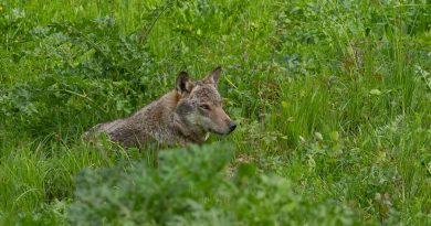 Déclassement du loup : l’État abandonne son projet de décret controversé 