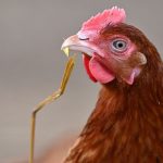 Justice : le préfet obtient l'interdiction des poulaillers de poules pondeuses en plein air