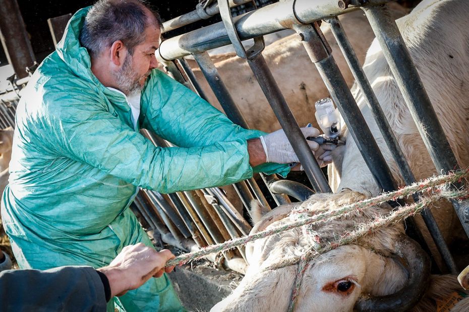 Dermatose nodulaire : les contraintes allégées pour les agriculteurs du Doubs, Jura, Haute-Saône, Côte-d'Or et Saône-et-Loire