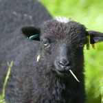 Tonte des moutons - Écomusée de la Bintinais - Rennes