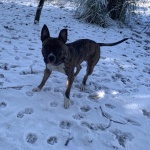 Un chien électrocuté près du parc Monceau