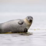 Ce que mangent les habitants du Groënland pendant les périodes de grand froid