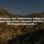À Altadena, des Californiens luttent pour sauver des arbres rescapés des feux : « Ils n’étaient pas morts »