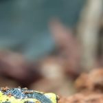 Gresswiller : des écoliers récompensés lors d'un concours de dessins et de photos