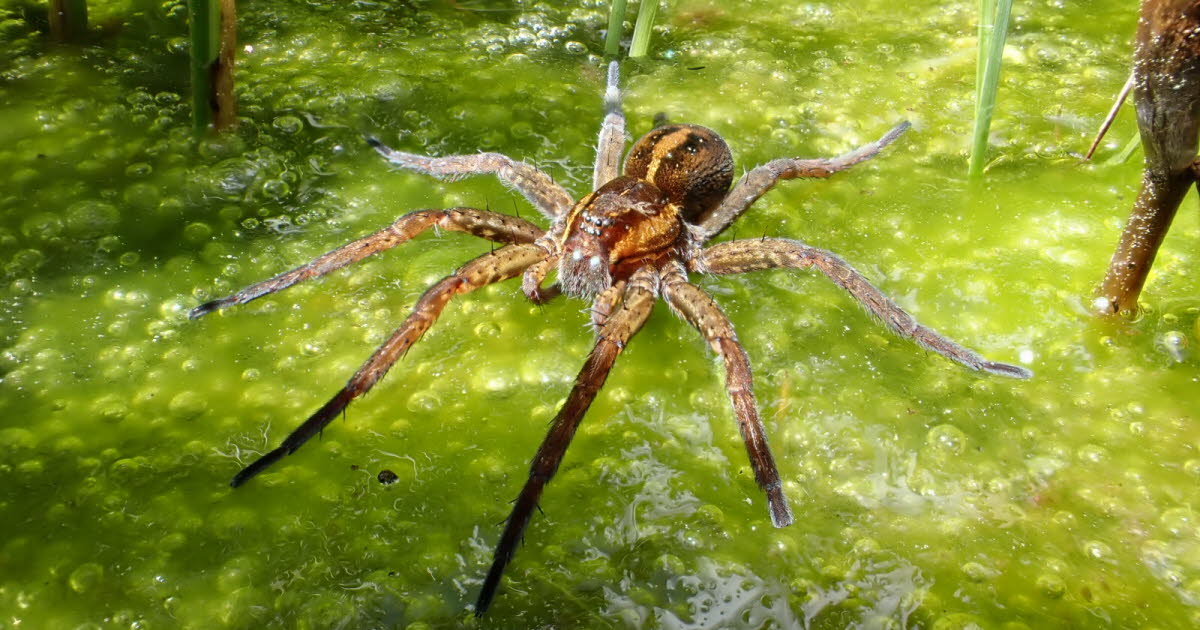 Jura : la dolomède, une araignée remarquable de la tourbière de Foncine-le-Haut