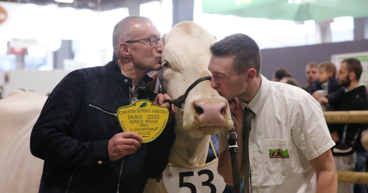 Salon de l’agriculture 2020 : le concours de la montbéliarde en Franche-Comté maintenu de justesse