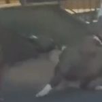 Montceau-les-Mines. « Pas de dangerosité pour l’être humain » : ce que révèle l’évaluation comportementale des chiens mordeurs du Plessis