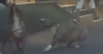 Montceau-les-Mines : l’évaluation comportementale des chiens mordeurs du Plessis écarte tout danger pour l’humain