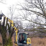 Alsace. Patrimoine vivant, l’arbre têtard aux nombreuses vertus retrouve une vocation dans la région