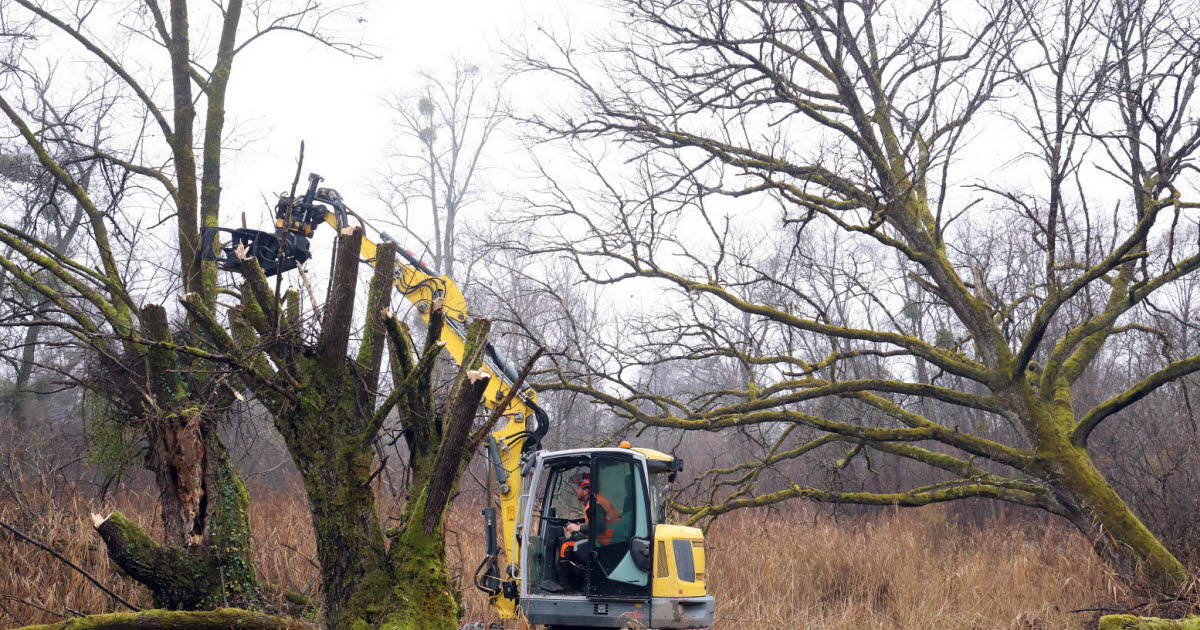 Alsace : l’arbre têtard, patrimoine vivant, retrouve un rôle clé dans la région