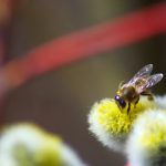 Nourrir les abeilles en hiver : conseils pratiques pour votre jardin