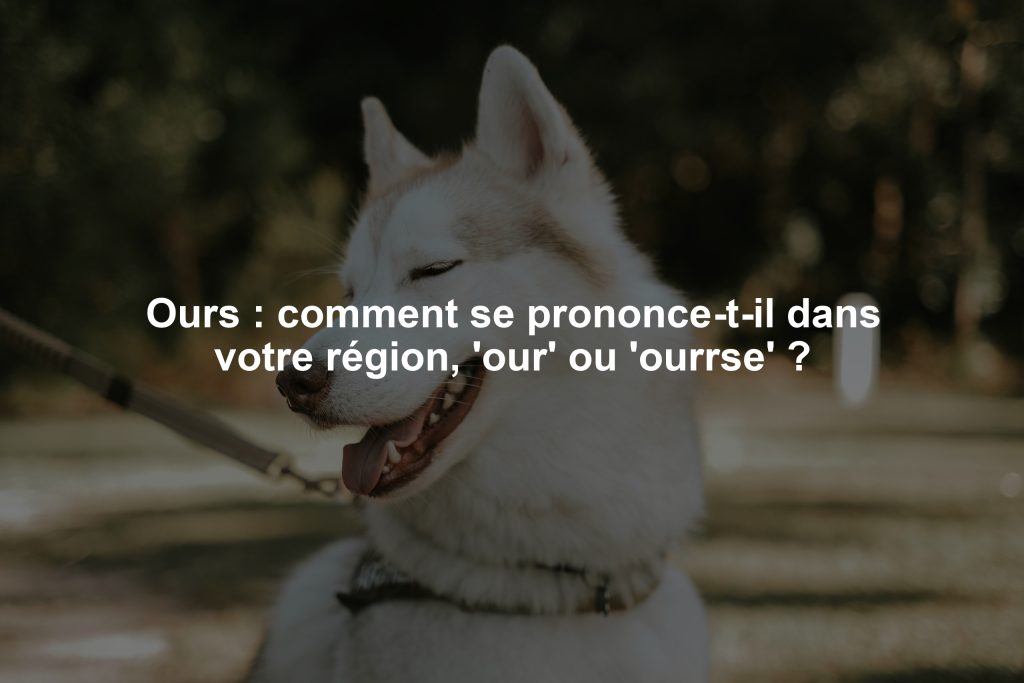 Ours : comment se prononce-t-il dans votre région, 'our' ou 'ourrse' ?