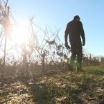 Intempéries dans l'Hérault : comment les crues profitent à la vigne et aux sols