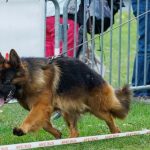 "On les fait courir, on les fait nager pour les muscles", Tempo, 3 ans, est le plus beau chien de France dans sa catégorie