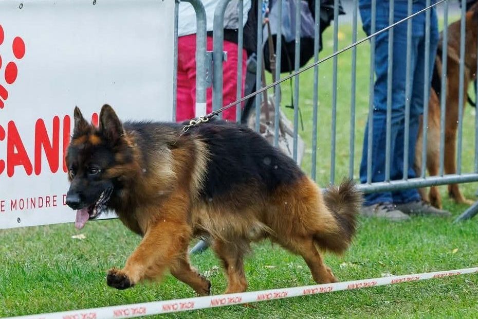 Tempo, 3 ans, remporte le titre de meilleur chien de France dans sa catégorie grâce à son entraînement