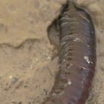 Le ver marin : une avancée majeure pour le traitement des grands brûlés à Crans-Montana