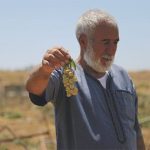 En Cisjordanie, le vin comme outil de la colonisation israélienne