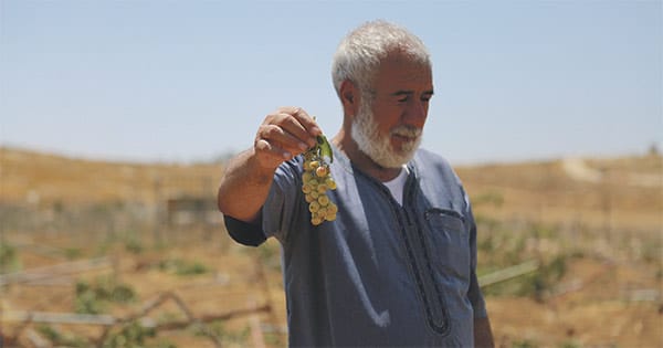 En Cisjordanie, le vin comme outil de la colonisation israélienne