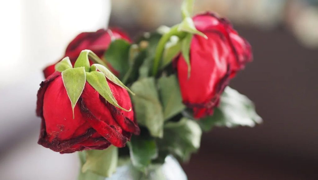 Fleurs de saison : "offrir des roses pour la Saint-Valentin, c'est un non-sens écologique" - ICI