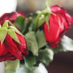 Fleurs de saison : "offrir des roses pour la Saint-Valentin, c'est un non-sens écologique" - ICI
