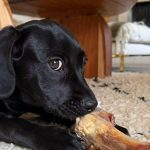 Bella, retrouvée dans un canal à Cadenet, cherche un nouveau foyer - ICI