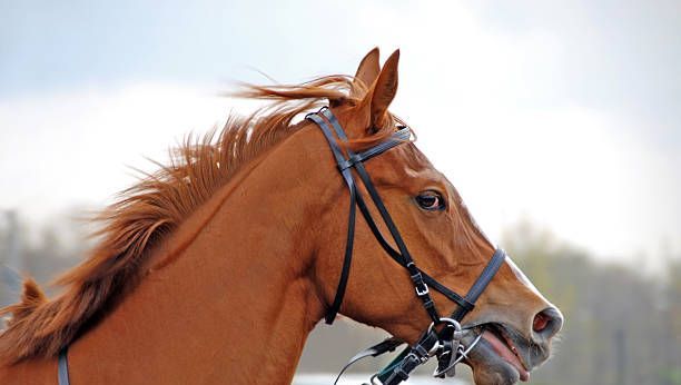 dimanche 22 février Quinté à Paris Vincennes Sélection Hervé Fortin - ICI