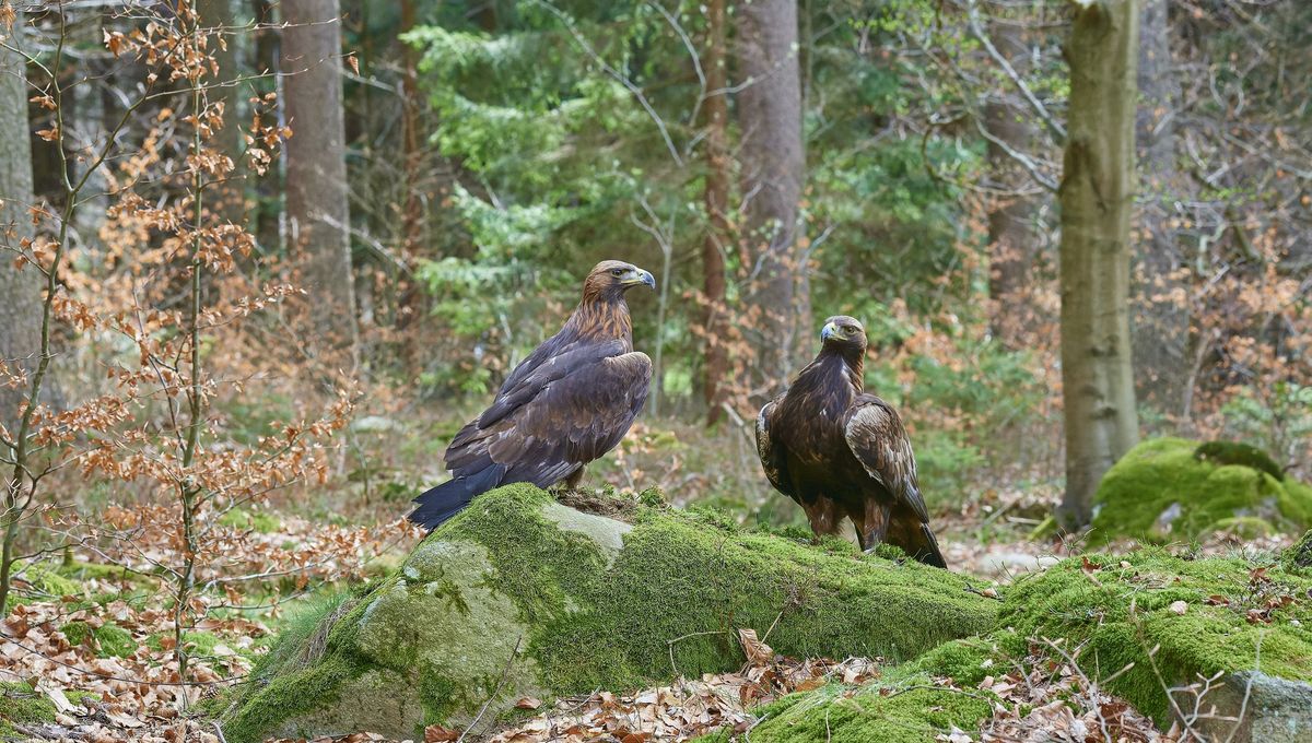 Un couple de faucons surveille une cascade impressionnante dans le Pilat.