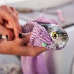 Où trouver des refuges 'no kill' en Charente-Maritime ?