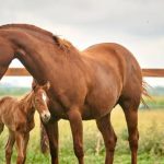 lundi 16 février Quinté à Paris Vincennes à 13h55 Sélection Hervé Fortin - ICI