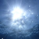 Ophiures : découvrez ces créatures marines fascinantes et leur habitat