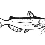 Pêcher le silure avec des anguilles - ICI