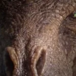 Un prétendu dragon filmé dans une base secrète en Chine s'avère être une création IA