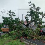 Un flamboyant s’effondre sur deux voitures stationnées dans le quartier de l’Artillerie