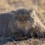 illustration agrandir l