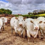 illustration agrandir l